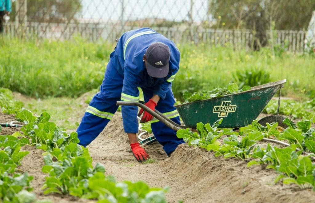 farm worker